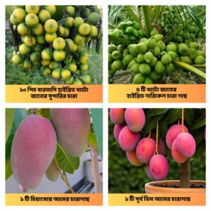 ৫টি নারিকেল চারা সাথে ফ্রি ১০টি সুপারি ও ২টি বিদেশি আম চারা!