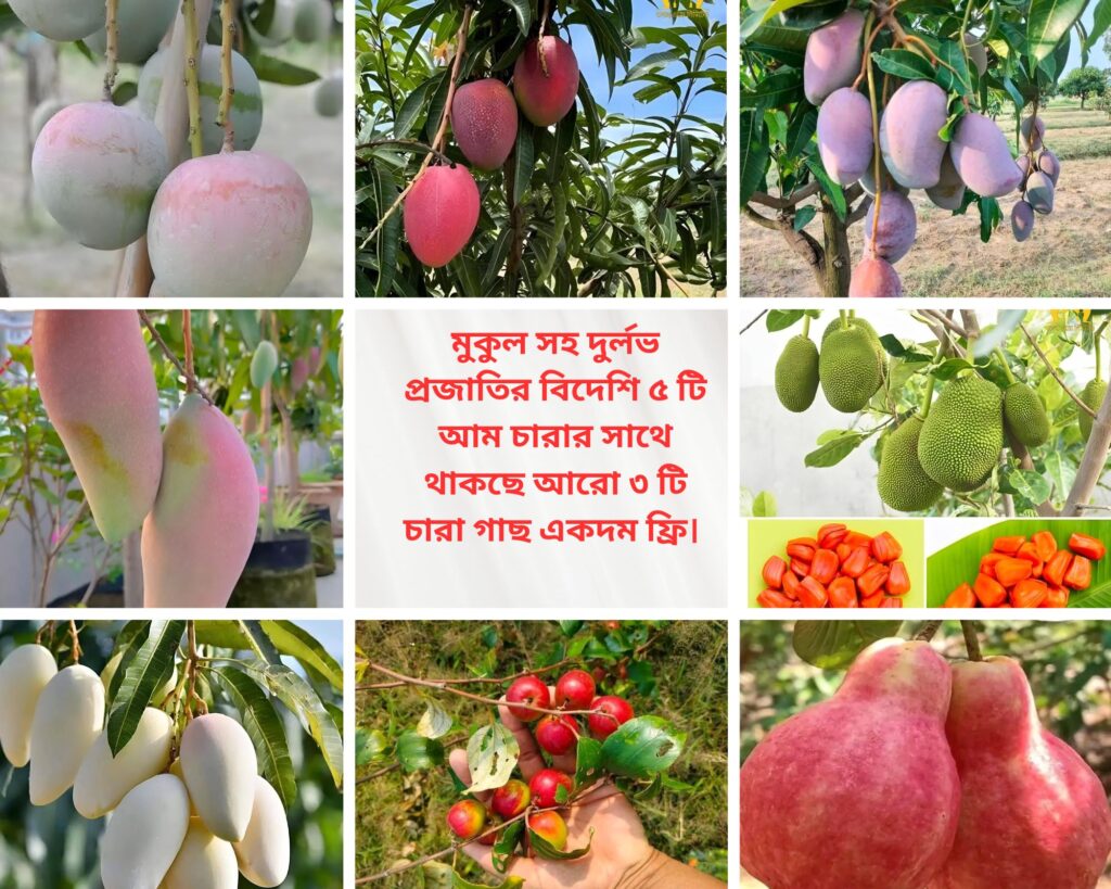 দুর্লভ প্রজাতির বিদেশি ৫ টি আম চারার সাথে থাকছে আরো ৩ টি চারা গাছ একদম ফ্রি