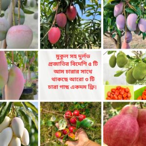 দুর্লভ প্রজাতির বিদেশি ৫ টি আম চারার সাথে থাকছে আরো ৩ টি চারা গাছ একদম ফ্রি
