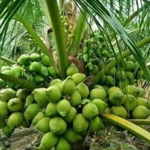 ভিয়েতনামি নারিকেল চারার প্যাকেজ