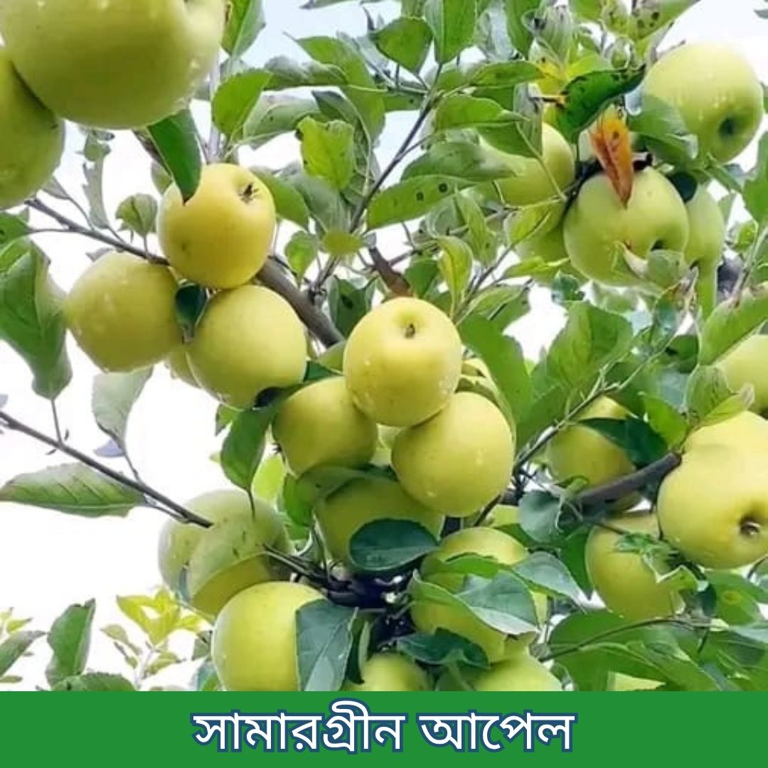 ১৪টি বিদেশী ও উন্নত জাতের চারার প্যাকেজ - Image 9