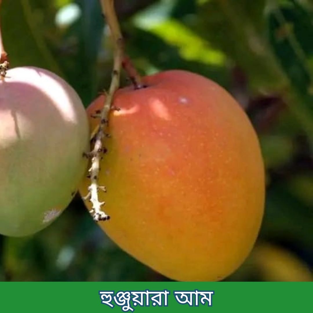 ১৪টি বিদেশী ও উন্নত জাতের চারার প্যাকেজ - Image 6