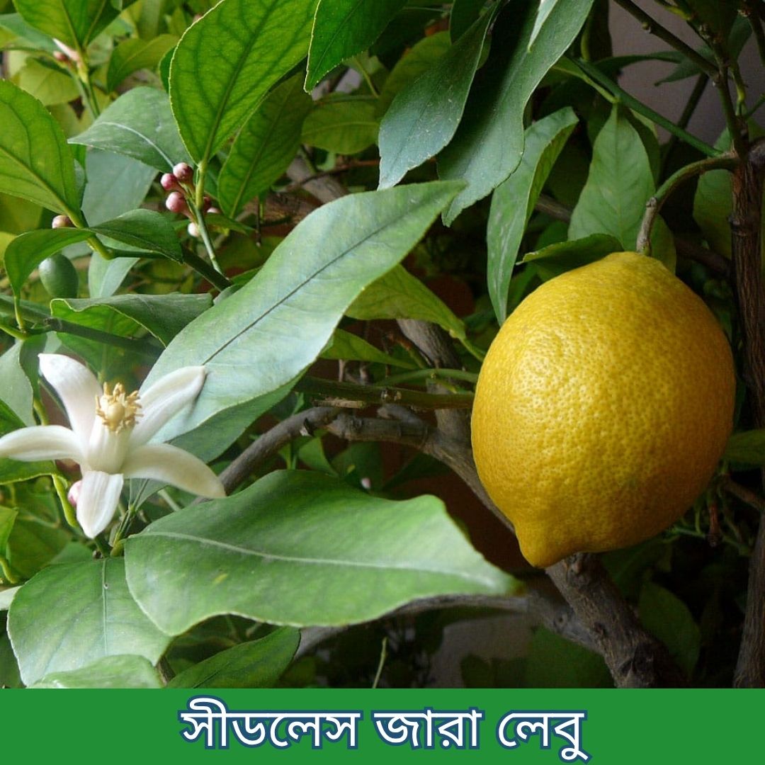 ১৪টি বিদেশী ও উন্নত জাতের চারার প্যাকেজ - Image 5