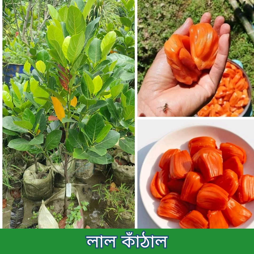 ১৪টি বিদেশী ও উন্নত জাতের চারার প্যাকেজ - Image 3