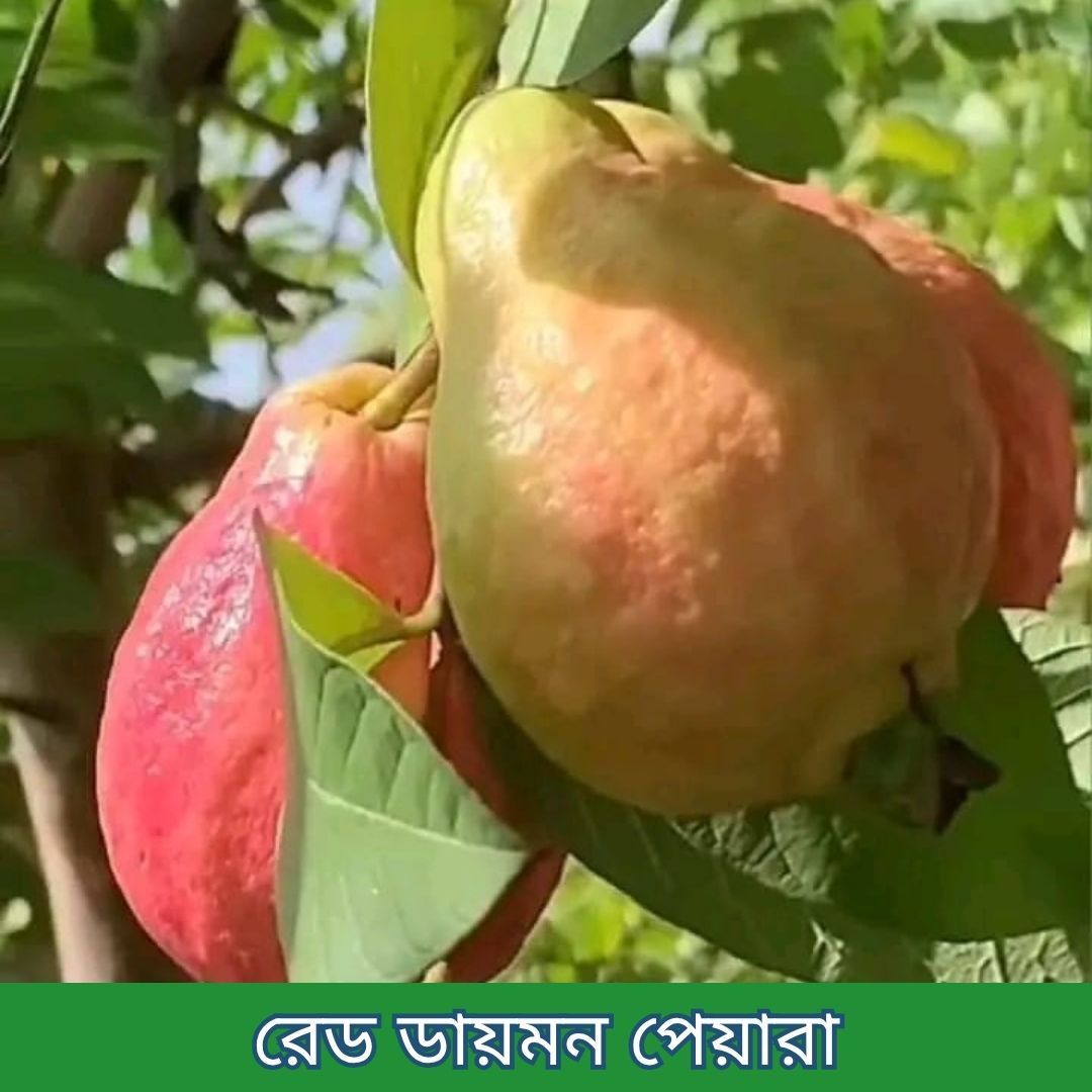 ১৪টি বিদেশী ও উন্নত জাতের চারার প্যাকেজ - Image 4