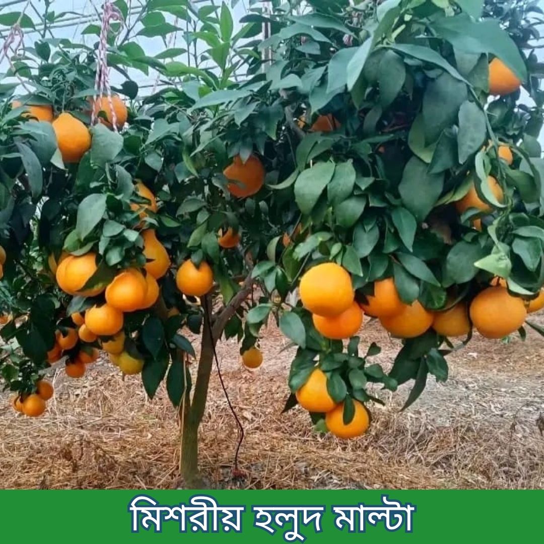 ১৪টি বিদেশী ও উন্নত জাতের চারার প্যাকেজ - Image 2