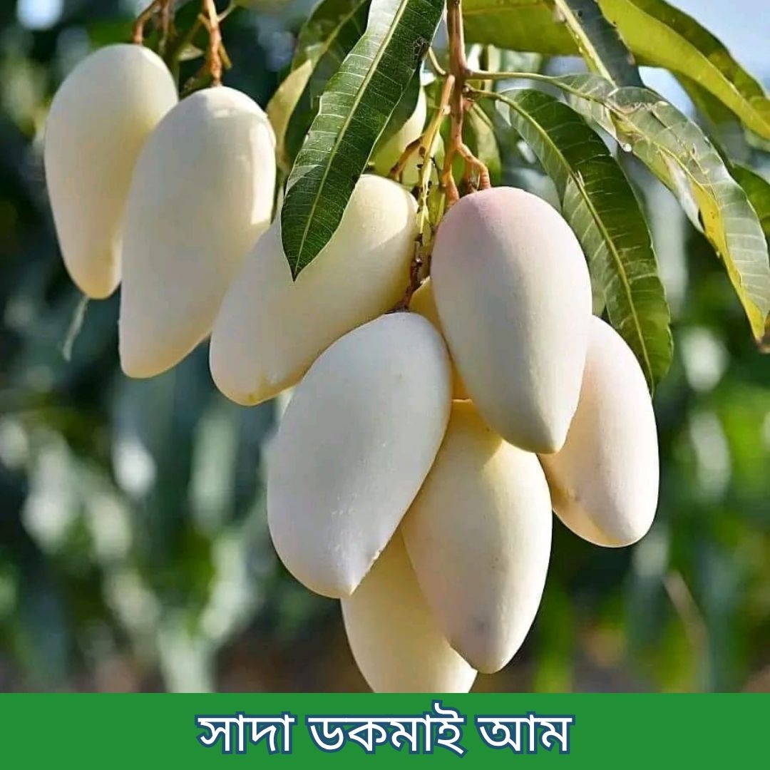 ১৪টি বিদেশী ও উন্নত জাতের চারার প্যাকেজ - Image 10