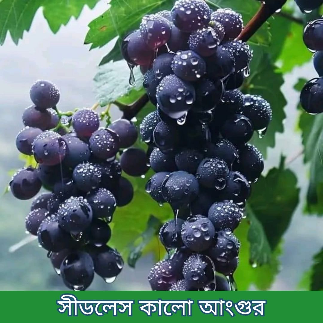 ১৪টি বিদেশী ও উন্নত জাতের চারার প্যাকেজ - Image 11