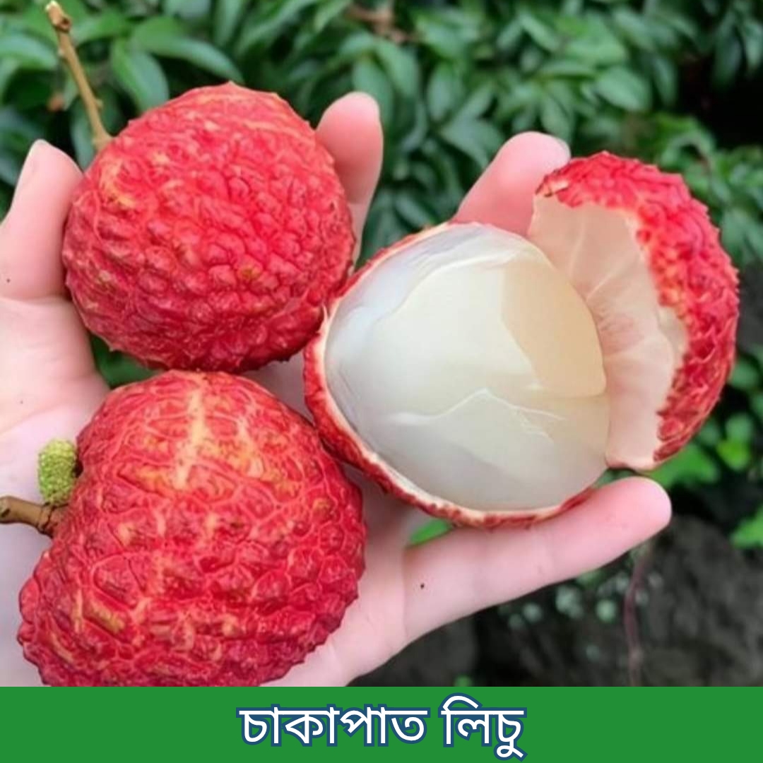 ১৪টি বিদেশী ও উন্নত জাতের চারার প্যাকেজ - Image 12