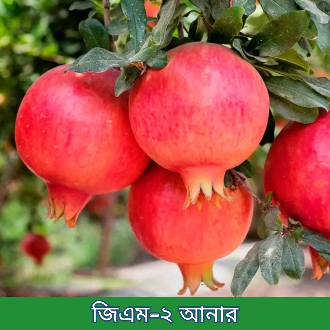 ১৪টি বিদেশী ও উন্নত জাতের চারার প্যাকেজ - Image 14