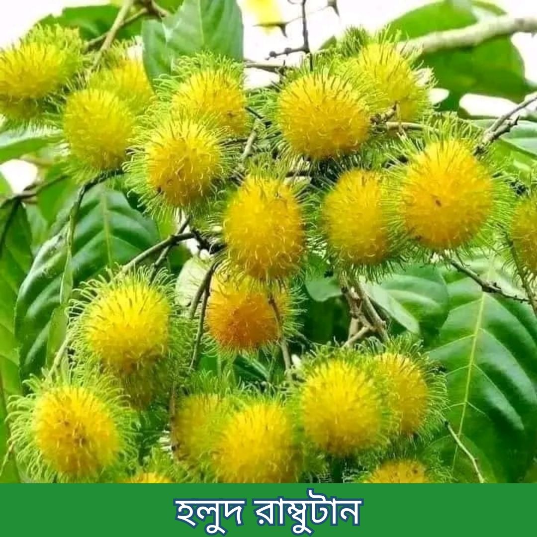 ১৪টি বিদেশী ও উন্নত জাতের চারার প্যাকেজ - Image 15
