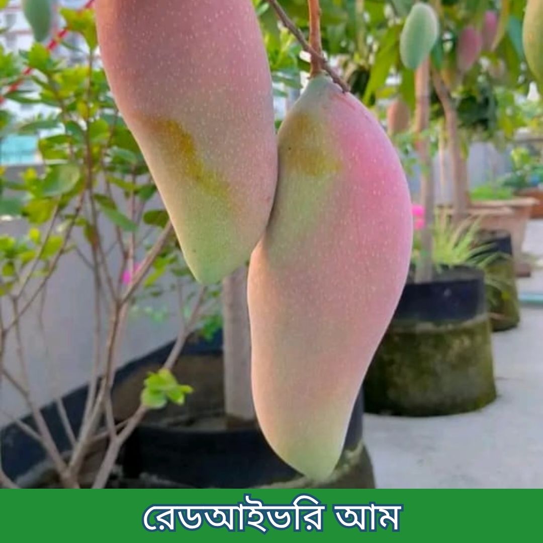 ১৪টি বিদেশী ও উন্নত জাতের চারার প্যাকেজ - Image 8