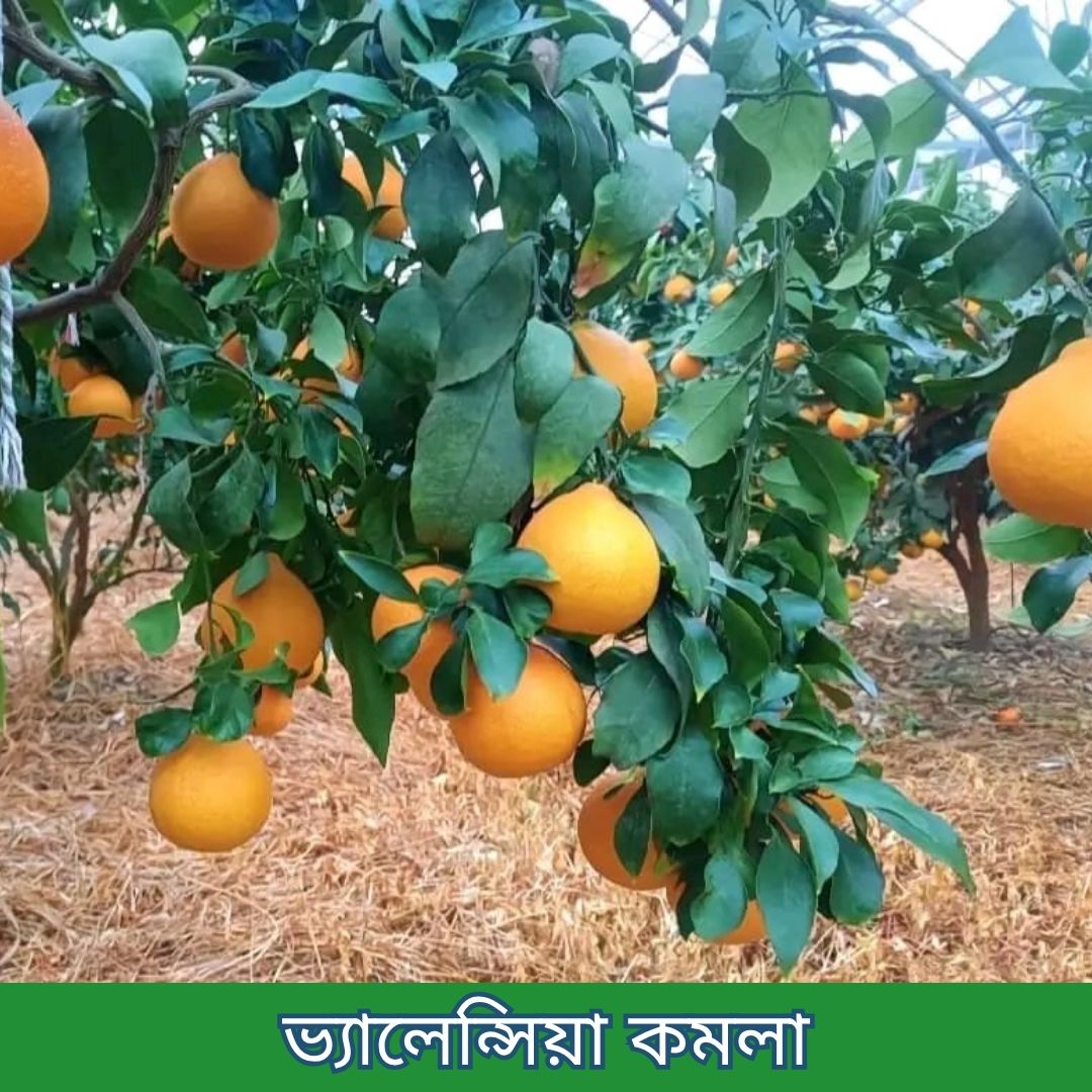 ১৪টি বিদেশী ও উন্নত জাতের চারার প্যাকেজ - Image 7