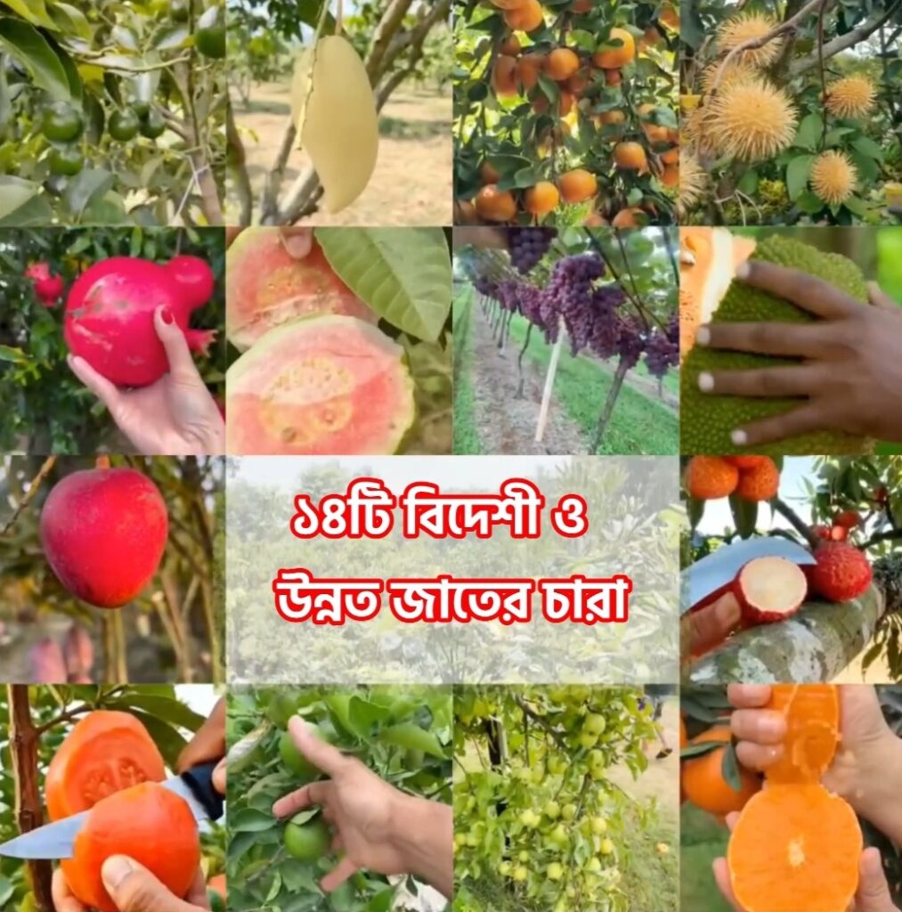 ১৪টি বিদেশী ও উন্নত জাতের চারার প্যাকেজ