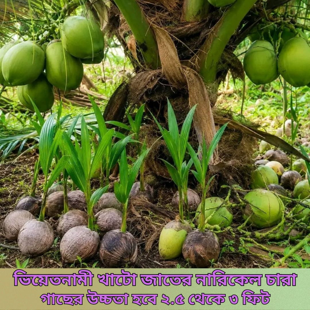 ৫টি নারিকেল চারা সাথে ফ্রি ১০টি সুপারি ও ২টি বিদেশি আম চারা!