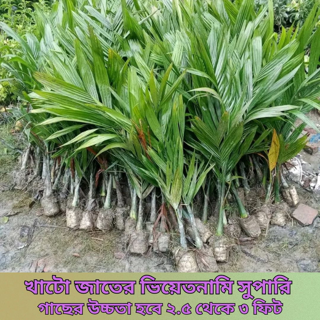 ৫টি নারিকেল চারা সাথে ফ্রি ১০টি সুপারি ও ২টি বিদেশি আম চারা! - Image 2