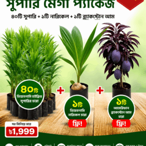 ৪০টি ভিয়েতনামী খাটো জাতের হাইব্রিড সুপারি চারার প্যাকেজ
